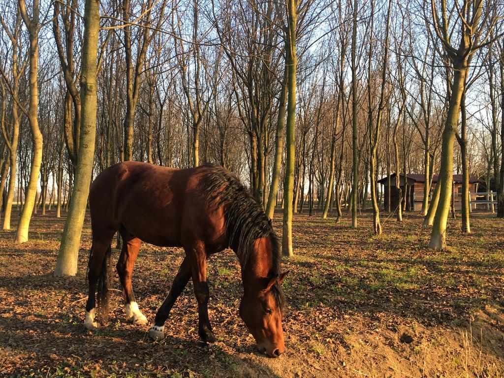 Agriturismo Corte Rocca San Giorgio di Mantova Buitenkant foto