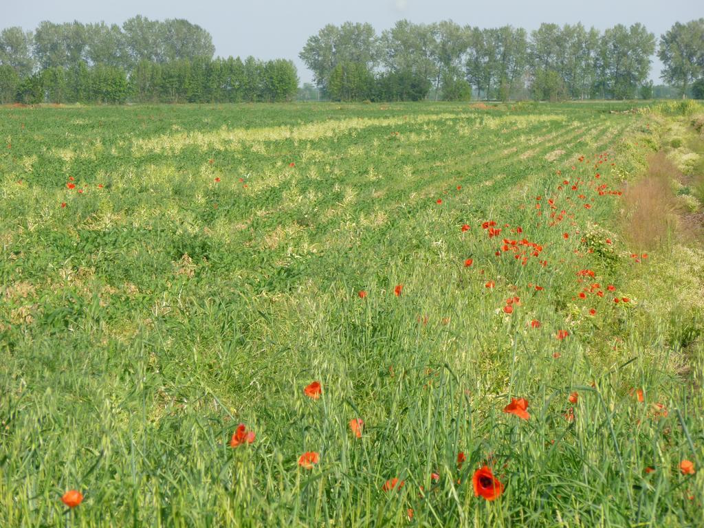 Agriturismo Corte Rocca San Giorgio di Mantova Buitenkant foto